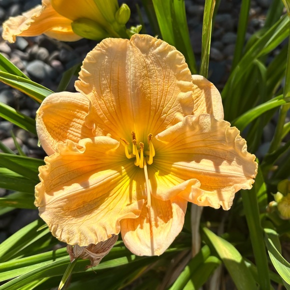 gigi836